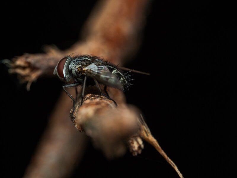 Best Ways To Protect Yourself From Insects While Camping