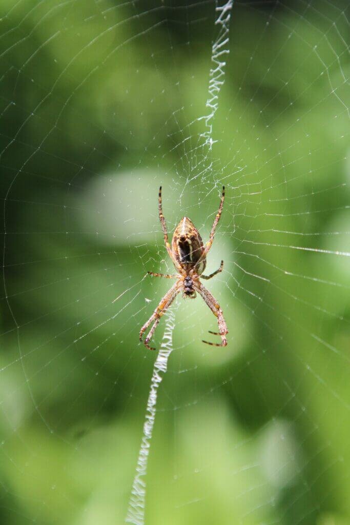 How Do I Protect Myself From Insects And Mosquitoes While Camping?